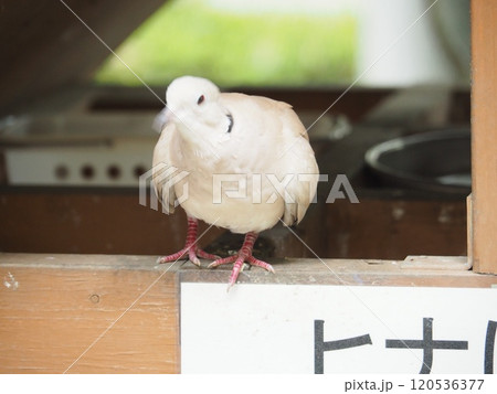 鳩 120536377