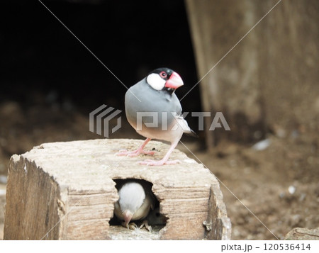 文鳥 文鳥 120536414