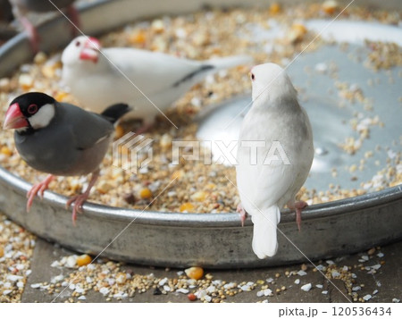 文鳥 120536434
