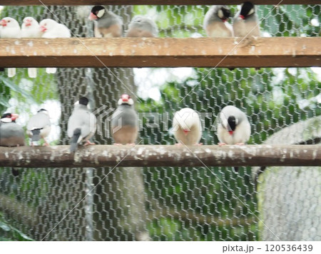 文鳥 文鳥 120536439