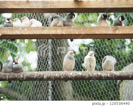 文鳥 文鳥 120536440