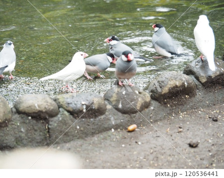 文鳥 文鳥 120536441