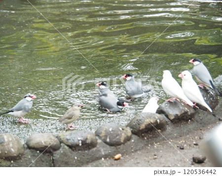 文鳥 120536442