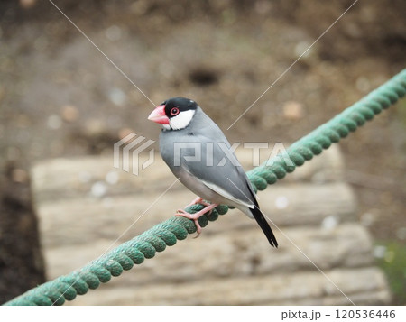 文鳥 120536446