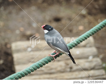 文鳥 120536447
