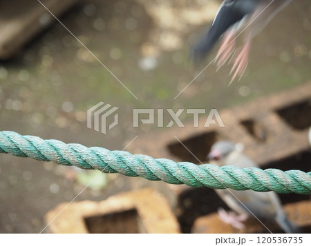 文鳥 文鳥 120536735