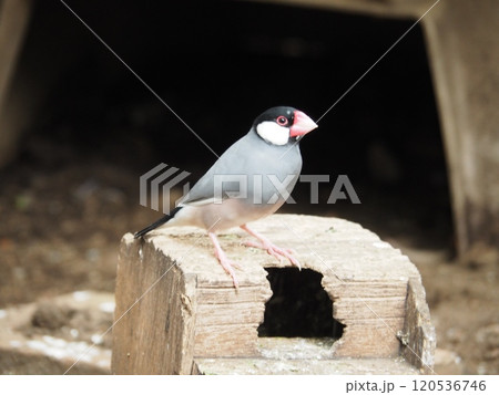 文鳥 文鳥 120536746