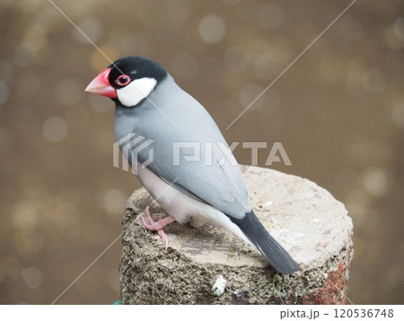 文鳥 120536748