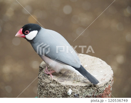 文鳥 文鳥 120536749