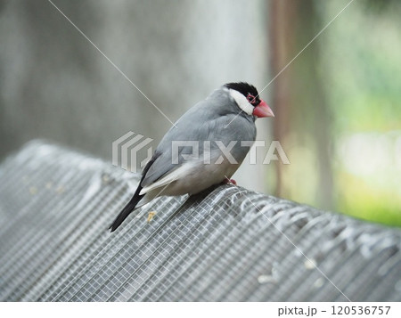 文鳥 文鳥 120536757