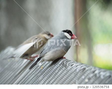 文鳥 文鳥 120536758