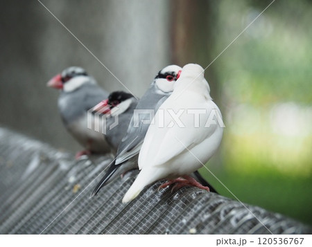 文鳥 文鳥 120536767