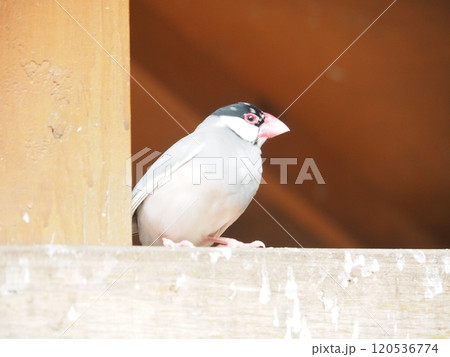 文鳥 文鳥 120536774