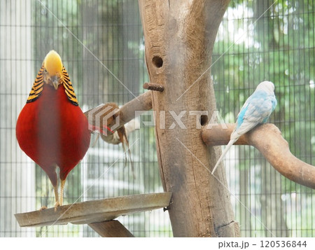 キンケイ 120536844