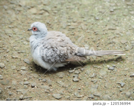 鳩 120536994