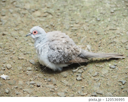 鳩 鳩 120536995