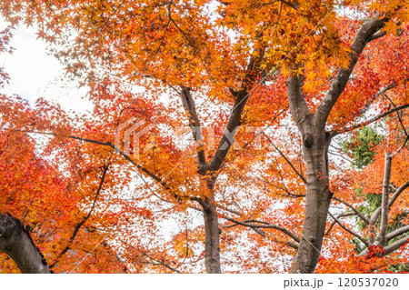 日本庭園の紅葉　宮城県仙台市 120537020