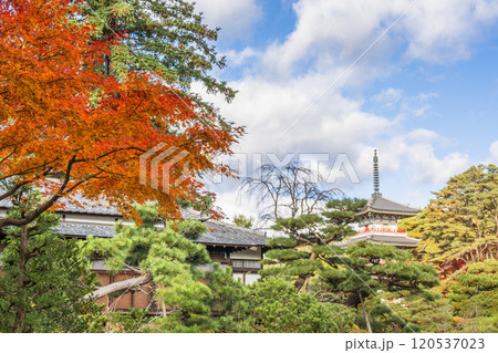 日本庭園の紅葉 宮城県仙台市 日本庭園の紅葉 宮城県仙台市 120537023