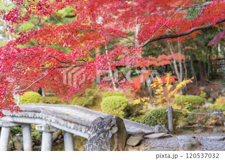 日本庭園の紅葉　宮城県仙台市 120537032