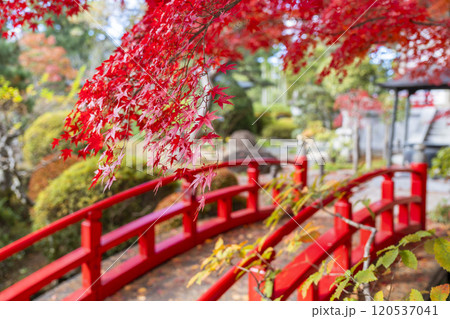 日本庭園の紅葉　宮城県仙台市 120537041
