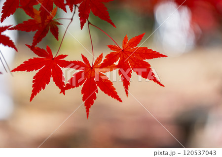 日本庭園の紅葉　宮城県仙台市 120537043