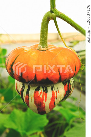 Full frame shot of a pumpkin in the garden. 120537176