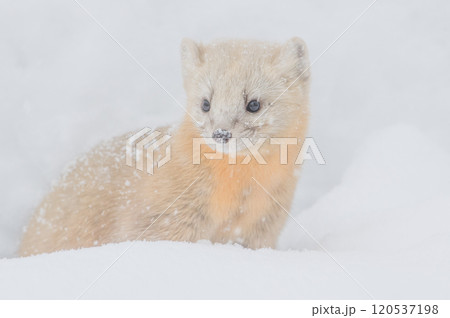 冬の北海道でたくましく生きるエゾクロテン 冬の北海道でたくましく生きるエゾクロテン 120537198