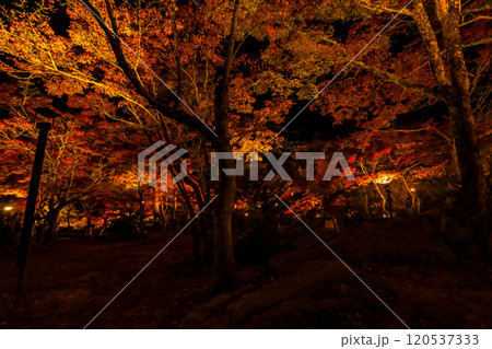 ライトアップされた岩屋堂公園の紅葉 120537333