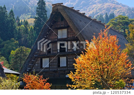 白川郷 紅葉の山肌を背に建つ合掌造り 赤い紅葉に際立つ 白川郷 紅葉の山肌を背に建つ合掌造り 赤い紅葉に際立つ 120537334