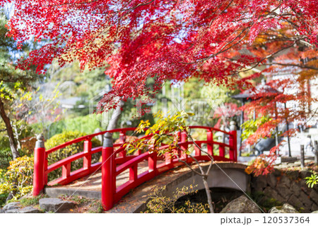 晩秋の日本庭園　紅葉 120537364