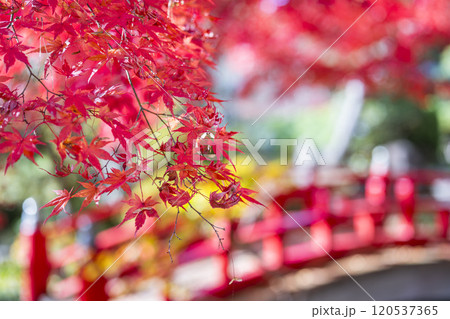 晩秋の日本庭園　紅葉 120537365