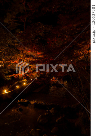 岩屋堂公園のライトアップされた紅葉とせせらぎ 120537381