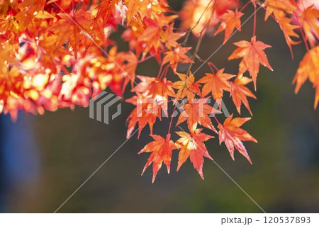 秋の天守閣自然公園　紅葉　宮城県仙台市 120537893