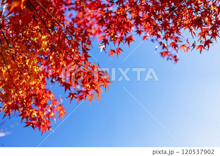 秋の天守閣自然公園 紅葉 宮城県仙台市 秋の天守閣自然公園 紅葉 宮城県仙台市 120537902