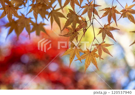 秋の天守閣自然公園 紅葉 宮城県仙台市 秋の天守閣自然公園 紅葉 宮城県仙台市 120537940