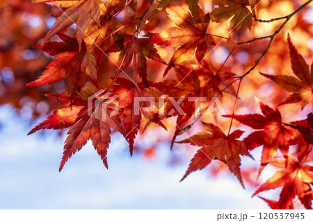秋の天守閣自然公園 紅葉 宮城県仙台市 秋の天守閣自然公園 紅葉 宮城県仙台市 120537945