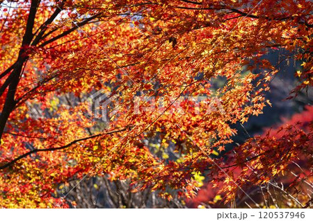 秋の天守閣自然公園 紅葉 宮城県仙台市 秋の天守閣自然公園 紅葉 宮城県仙台市 120537946