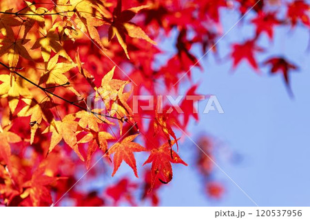 秋の天守閣自然公園 紅葉 宮城県仙台市 秋の天守閣自然公園 紅葉 宮城県仙台市 120537956