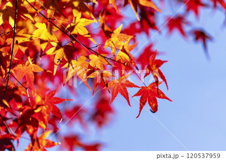 秋の天守閣自然公園　紅葉　宮城県仙台市 120537959