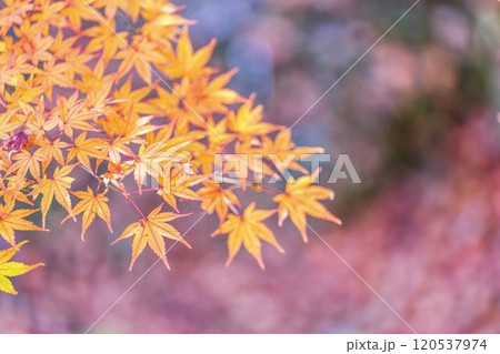 秋の天守閣自然公園　紅葉　宮城県仙台市 120537974