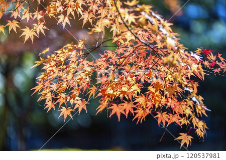 秋の天守閣自然公園 紅葉 宮城県仙台市 秋の天守閣自然公園 紅葉 宮城県仙台市 120537981