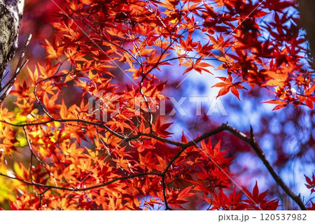 秋の天守閣自然公園 紅葉 宮城県仙台市 秋の天守閣自然公園 紅葉 宮城県仙台市 120537982