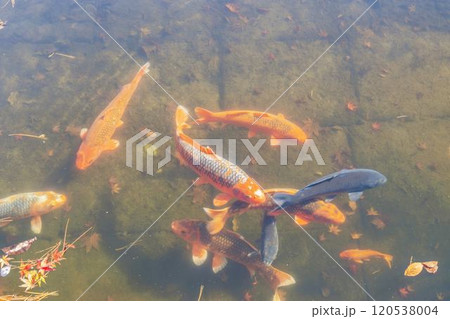 秋の天守閣自然公園　池の鯉と紅葉　宮城県仙台市 120538004