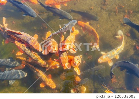 秋の天守閣自然公園 池の鯉と紅葉 宮城県仙台市 秋の天守閣自然公園 池の鯉と紅葉 宮城県仙台市 120538005