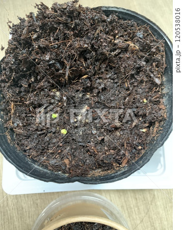 発芽 植物 ガーデニング 観葉植物 インテリア 緑 発芽 植物 ガーデニング 観葉植物 インテリア 緑 120538016