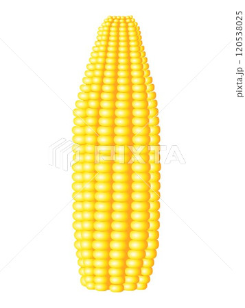 Ears of ripe corn isolated on white background. Ears of ripe corn isolated on white background. 120538025