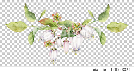 Blueberry white bell flower and bud with green leaves on branches, hand drawn in watercolor, wildflower botanical illustration. Isolated garland composition, for scrapbooking, wedding, florist shop 120538026
