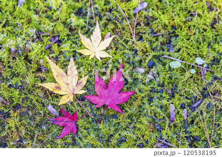 秋の天守閣自然公園 落ち葉 枯葉 宮城県仙台市 秋の天守閣自然公園 落ち葉 枯葉 宮城県仙台市 120538195