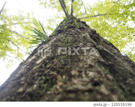 下から見上げたイチョウの木 下から見上げたイチョウの木 120538196