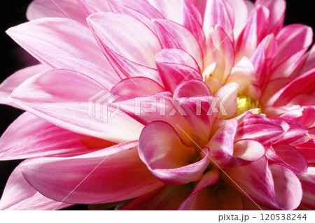 日本のダリア 120538244